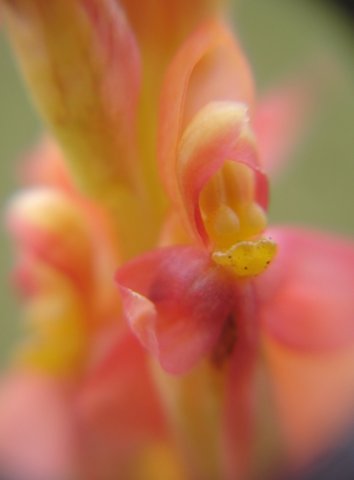 Disa chrysostachya intimate moment